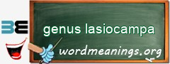 WordMeaning blackboard for genus lasiocampa